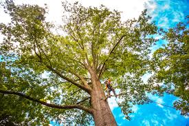 Best Arborist Consultation Services  in Oskaloosa, KS