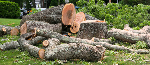 Best Leaf Removal  in Oskaloosa, KS