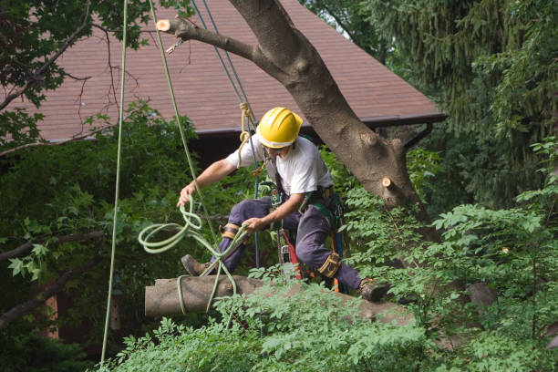 Best Tree Risk Assessment  in Oskaloosa, KS