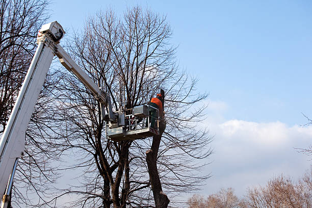 How Our Tree Care Process Works  in  Oskaloosa, KS